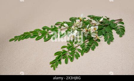 Fiori e foglie giovani di cialde medicinali verdi fresche di Moringa oleifera, rafano, albero di bacchette isolate su sfondo nero. mi ha fatto benissimo Foto Stock