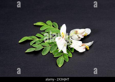 Fiori e foglie giovani di cialde medicinali verdi fresche di Moringa oleifera, rafano, albero di bacchette isolate su sfondo nero. mi ha fatto benissimo Foto Stock