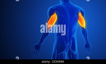 Triceps dolori muscolari con sfondo blu Foto Stock