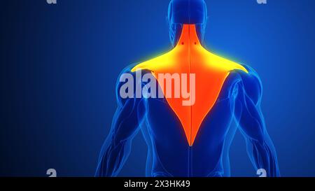 Dolore muscolare trapezio con sfondo blu Foto Stock