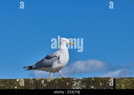 Gabbiano sulla passeggiata a Saundersfoot Harbour, Saundersfoot, Pembrokeshire, Galles Foto Stock