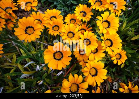 gazania in fiore illuminata dal sole Foto Stock