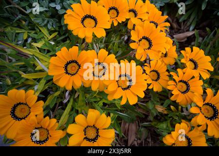 gazania in fiore illuminata dal sole Foto Stock