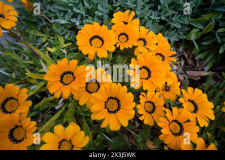 gazania in fiore illuminata dal sole Foto Stock