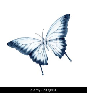 Farfalla blu con colore monocromatico sfocato. Elegante e realistica illustrazione australiana Ulysses Swallowtail Watercolor isolata su sfondo bianco Foto Stock