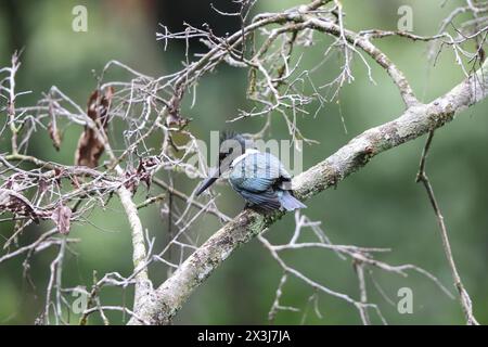 Amazon kingfisher (Chloroceryle amazona) è una specie di "kingfisher acquatico" nella sottofamiglia Cerylinae della famiglia Alcedinidae. Foto Stock