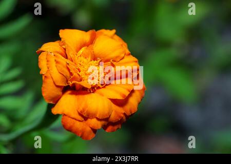 Immagine macro messicana di Marigold Flower Foto Stock