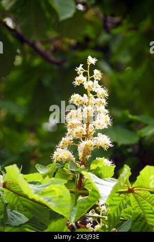 Infiorescenza con fiori aperti su un ippocastano. Foto Stock