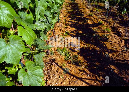 Foglie di uva nel vigneto e terreno fertile marrone tra i filari di vite Foto Stock
