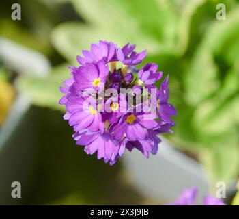 Primo piano dei vibranti fiori viola della Primula denticulata con centri gialli in piena fioritura con verde tenue sullo sfondo Foto Stock