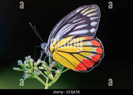 Painted Jezebel, Delias hyparete, raccolta di polline su fiori selvatici, Thailandia Foto Stock