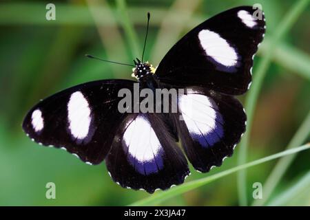 Farfalla Danaid Eggly maschile (hypolimnas misippus) in piedi in un prato tropicale, Thailandia Foto Stock