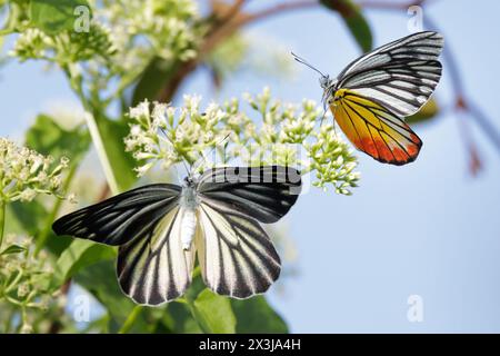 Jezebel dipinto, Delias hyparete, in volo raccogliendo polline su fiori selvatici, Thailandia Foto Stock