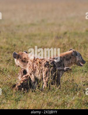 La famiglia hyena si sta trasferendo a Masai Mara Foto Stock