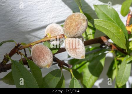 Pesche che che crescono su alberi da frutto all'interno di una serra, varietà di pesche "Red Haven" (Prunus persica "Redhaven") Foto Stock