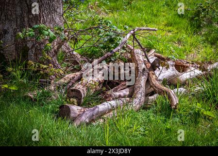 Un mucchio di tronchi hanno congelato gli alberi sul fondo della foresta. Foto Stock