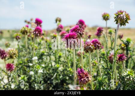 Fiori rosa Cardo nel prato. Carduus, genere di piante della famiglia Aster o Compositae (Asteraceae). Boschetti di Cardo o cespugli nelle steppe di sunn Foto Stock