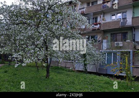 Alberi con fiori di ciliegio acido fresco o cerasus Prunus e prato primaverile nel giardino di Sofia, Bulgaria Foto Stock