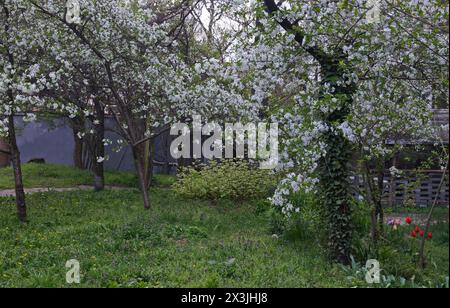 Alberi con fiori di ciliegio acido fresco o cerasus Prunus e prato primaverile nel giardino di Sofia, Bulgaria Foto Stock