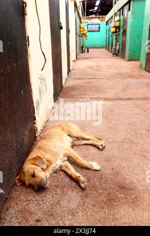 Il cane mongrel addormentato nel passaggio vicino ai magazzini delle attrezzature nel porto di pescatori di Arica, Cile Foto Stock