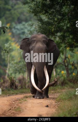 Elefante Tusker a testa alta nella foresta di Nagarhole Foto Stock