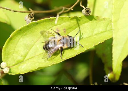 Femmina di ape da estrazione del cioccolato o di api biancospino (Andrena scotica) su una foglia dell'arbusto Deutzia con boccioli di fiori e vecchi baccelli di semi. Api minerarie familiari (A Foto Stock