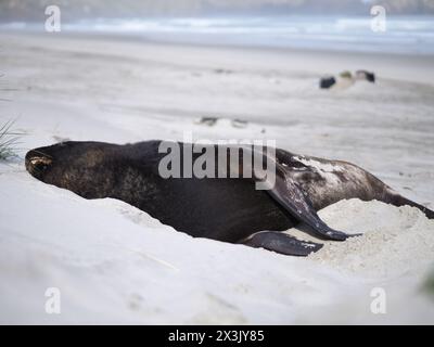 Leoni marini che piombano sulla costa Foto Stock