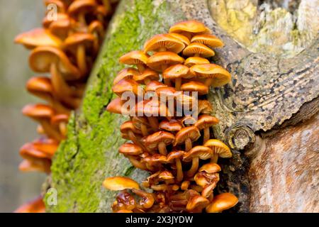 Velvet Shank o Winter Fungus (flammulina velutipes), primo piano di un grande gruppo di corpi fruttiferi del fungo comune che cresce su un albero morto. Foto Stock