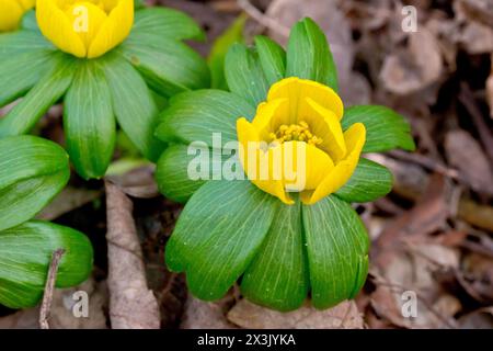 Aconite invernale (eranthis hyemalis), primo piano di un singolo esemplare del fiore giallo brillante comunemente trovato piantato in un bosco aperto. Foto Stock