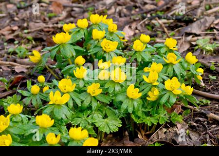 Aconite invernale (eranthis hyemalis), primo piano di un gruppo di fiori gialli luminosi comunemente trovati piantati in boschi aperti. Foto Stock