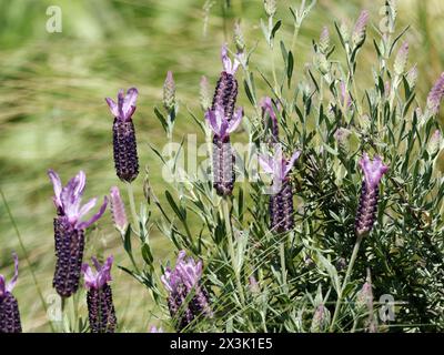 Lavanda spagnola, lavanda ricoperta, lavanda francese, Schopf-Lavendel, Lavande papillon, Lavandula stoechas, füzéres levendula, Ungheria, Europa Foto Stock