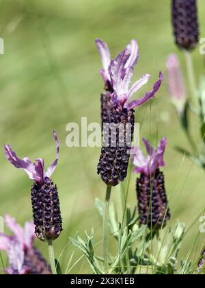 Lavanda spagnola, lavanda ricoperta, lavanda francese, Schopf-Lavendel, Lavande papillon, Lavandula stoechas, füzéres levendula, Ungheria, Europa Foto Stock