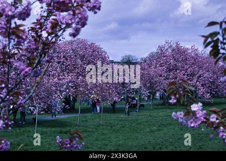 Persone che si godono una passeggiata tra i ciliegi in fiore in un parco lussureggiante. Foto Stock