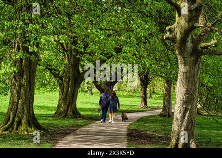 Una coppia che cammina con il cane sotto un baldacchino di lussureggianti alberi verdi lungo un sentiero del parco. Foto Stock