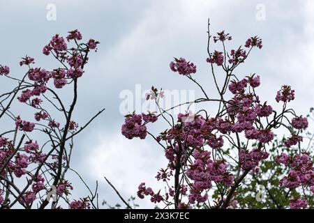 I ciliegi rosa fioriscono contro un cielo nuvoloso, rami che raggiungono l'alto Foto Stock