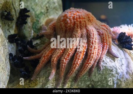 Una grande stella marina di girasole arancione con molti tentacoli è adagiata su una roccia Foto Stock