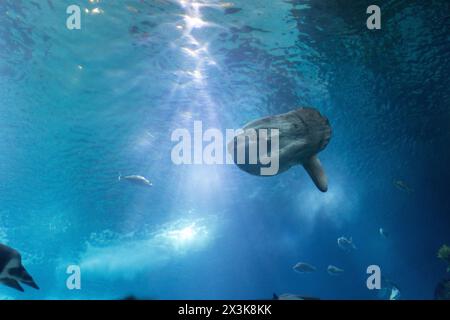 Una grande luna di pesci sta nuotando in una vasca con altri pesci Foto Stock