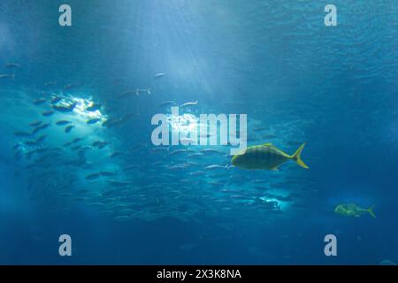 Una scuola di pesci nuota in un grande acquario Foto Stock