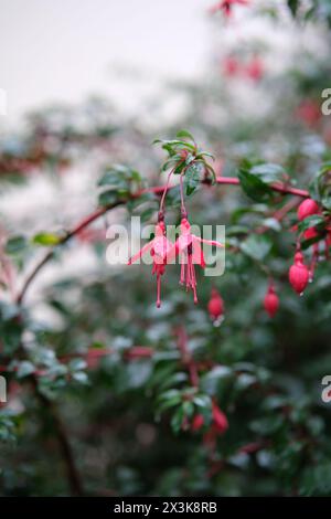 Piena di ardente passione, la tela della natura dipinge una vibrante sinfonia in sfumature di rosso. Foto Stock