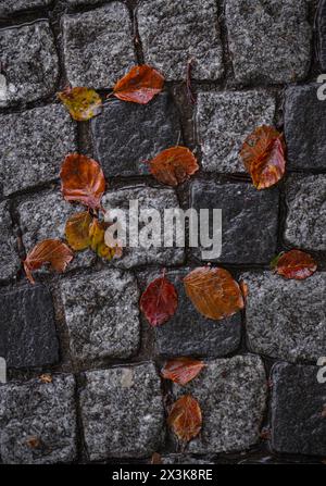 La tavolozza autunnale si dipinge lungo il set, mentre le foglie ardenti ballano nella brezza dolce. Foto Stock