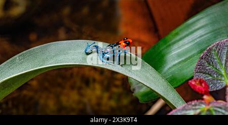 Rana velenosa (Ranitomeya benedicta) - esemplare in cattività. La rana velenosa è una specie vulnerabile che si trova nelle Pampas del Sacramento Foto Stock