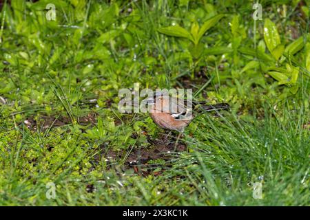 Fringilla coelebs famiglia Fringillidae genere Fringilla comune chaffinch mangiare semi di fiocco in erba, foto di uccelli selvatici, fotografia, wallpa Foto Stock