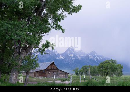 Storico fienile John Moulton su Mormon Row visto dal Grand Teton National Park Foto Stock