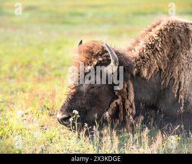 Vista di Buffalo sul campo all'aperto nel parco nazionale di Yellowstone, Wyoming USA Foto Stock