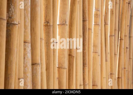 Primo piano di una parete o di uno sfondo di recinzione in bambù naturale, vista laterale. Sfondo testurizzato full frame astratto ad alta risoluzione, spazio di copia. Foto Stock