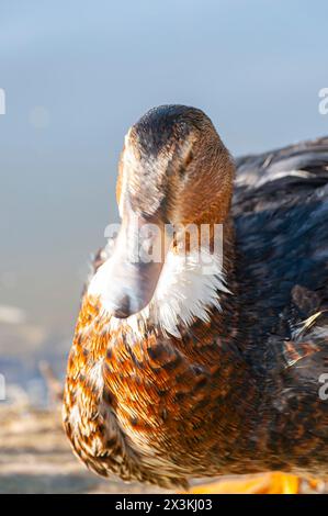 Danza fluviale: Un sereno balletto sinfonico della natura Foto Stock