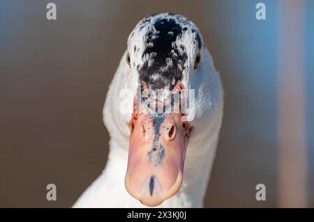 Danza fluviale: Un sereno balletto sinfonico della natura Foto Stock