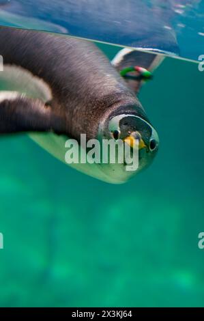 Elegante ritratto dei pinguini: Adorabile piumaggio e becco in primo piano Foto Stock