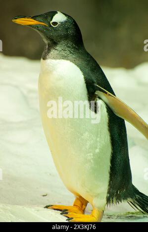 Ritratto dei pinguini: Piume e becco eleganti Foto Stock