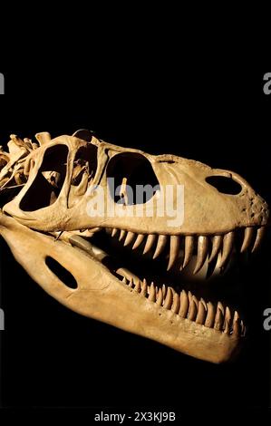 Unveiling the Mysteries: Partial Dinosaur Skeleton, svelato in immagini mozzafiato Foto Stock